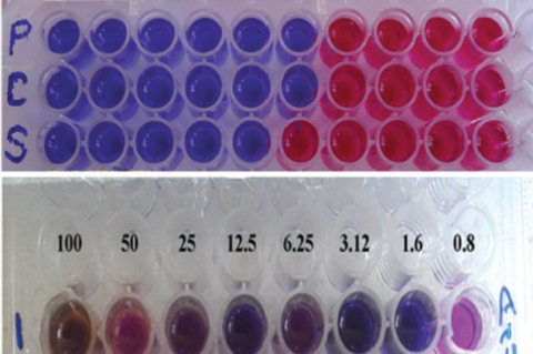Antitubercular screening of Serankottai nei by Alamar Blue assayagainst H37Rv strain