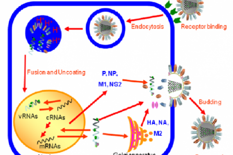 Infection cycle of influenza A virus